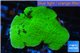 Montipora green plate 3-5 cm WYSIWYG acclimaté