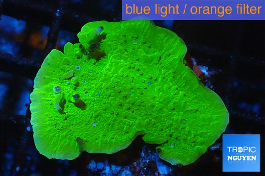 Montipora green plate 3-5 cm WYSIWYG acclimaté