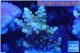 Acropora golden blue tip 2-4 cm WYSIWYG acclimaté