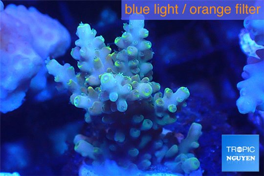 Acropora golden blue tip 2-4 cm WYSIWYG acclimaté