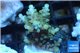 Acropora golden blue tip 2-4 cm WYSIWYG acclimaté