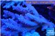 Acropora pink & blue tip Australia premium 9-12 cm WYSIWYG acclimaté