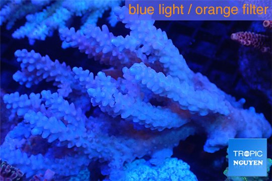 Acropora pink & blue tip Australia premium 9-12 cm WYSIWYG acclimaté