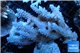 Acropora pink & blue tip Australia premium 9-12 cm WYSIWYG acclimaté