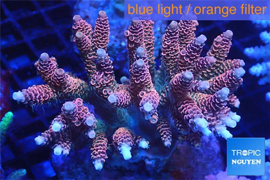 Acropora millepora pink 8-12 cm WYSIWYG acclimaté