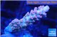 Acropora pink 2-3 cm WYSIWYG acclimaté