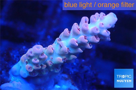 Acropora pink 2-3 cm WYSIWYG acclimaté