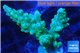 Acropora green 2-4 cm WYSIWYG acclimaté