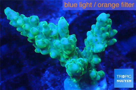 Acropora green 2-4 cm WYSIWYG acclimaté