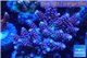 Acropora pink purple premium 8-12 cm WYSIWYG acclimaté