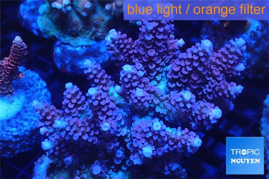 Acropora pink purple premium 8-12 cm WYSIWYG acclimaté