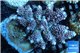 Acropora pink purple premium 8-12 cm WYSIWYG acclimaté