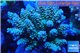 Acropora Walt Disney golden purple blue 7-12 cm WYSIWYG acclimaté