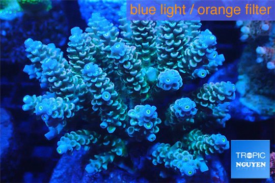 Acropora Walt Disney golden purple blue 7-12 cm WYSIWYG acclimaté