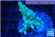 Acropora green 2-4 cm WYSIWYG acclimaté