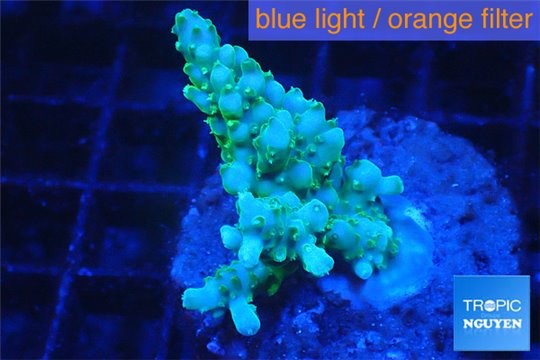 Acropora green 2-4 cm WYSIWYG acclimaté