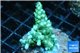 Acropora green 2-4 cm WYSIWYG acclimaté