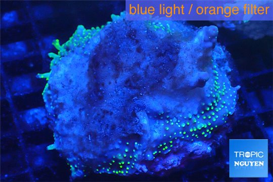 Acropora base rock 6-8 cm WYSIWYG acclimaté