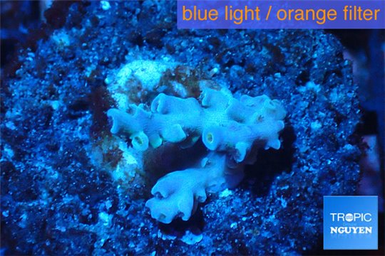 Acropora Walt Disney purple blue 2-3 cm WYSIWYG acclimaté