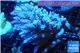 Acropora pink Australia premium 8-13 cm WYSIWYG acclimaté