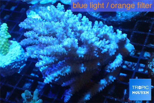 Acropora pink Australia premium 8-13 cm WYSIWYG acclimaté