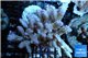 Acropora pink Australia premium 8-13 cm WYSIWYG acclimaté