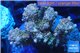 Acropora microclados pink Indonesia premium 8-12 cm WYSIWYG acclimaté