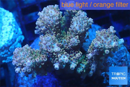 Acropora microclados pink Indonesia premium 8-12 cm WYSIWYG acclimaté