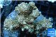 Acropora microclados pink Indonesia premium 8-12 cm WYSIWYG acclimaté