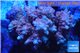 Acropora microclados pink Indonesia premium 8-12 cm WYSIWYG acclimaté