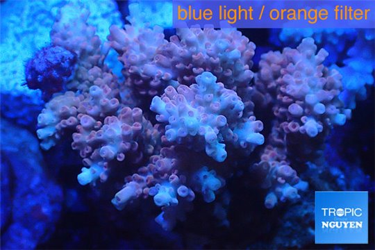 Acropora microclados pink Indonesia premium 8-12 cm WYSIWYG acclimaté