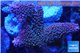 Acropora robusta pink Indonesia premium 7-11 cm WYSIWYG acclimaté