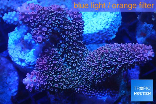 Acropora robusta pink Indonesia premium 7-11 cm WYSIWYG acclimaté