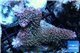 Acropora robusta pink Indonesia premium 7-11 cm WYSIWYG acclimaté