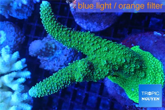 Acropora robusta green Indonesia 8-11 cm WYSIWYG acclimaté