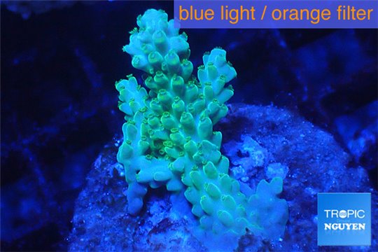 Acropora green ice 3-4 cm WYSIWYG acclimaté