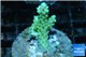 Acropora green ice 3-4 cm WYSIWYG acclimaté