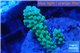 Acropora green 3-4 cm WYSIWYG acclimaté