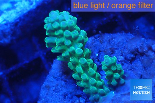 Acropora green 3-4 cm WYSIWYG acclimaté