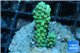 Acropora green 3-4 cm WYSIWYG acclimaté