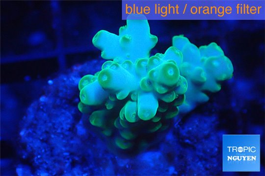 Acropora green 3-4 cm WYSIWYG acclimaté