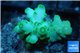 Acropora green 3-4 cm WYSIWYG acclimaté