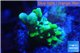 Montipora green & purple polyps 2-3 cm WYSIWYG acclimaté