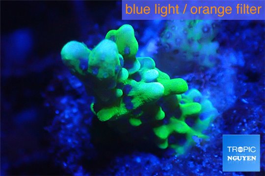 Montipora green & purple polyps 2-3 cm WYSIWYG acclimaté