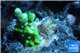 Montipora green & purple polyps 2-3 cm WYSIWYG acclimaté