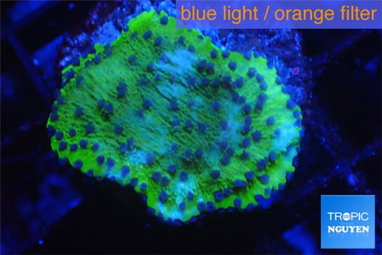 Montipora Fijii purple blue 2-3 cm WYSIWYG acclimaté