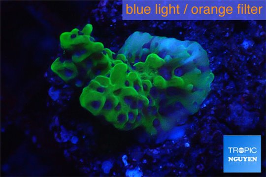 Montipora green & purple polyps 2-3 cm WYSIWYG acclimaté