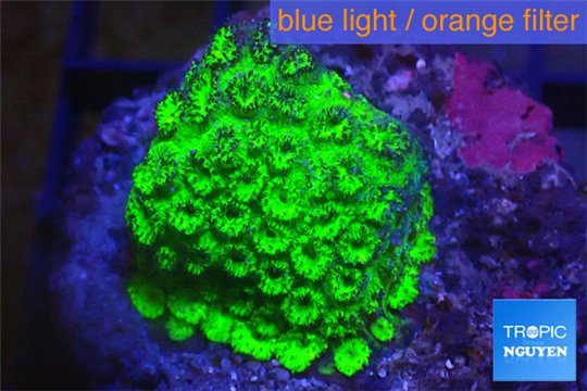 Cyphastrea neon green Australia 3-4 cm WYSIWYG acclimaté