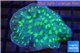 Echinopora lamellosa green spot 4-6 cm WYSIWYG acclimaté