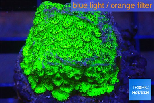 Cyphastrea neon green Australia 3-4 cm WYSIWYG acclimaté